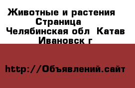 Животные и растения - Страница 3 . Челябинская обл.,Катав-Ивановск г.